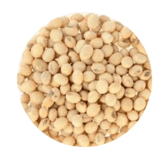 Soya Bean