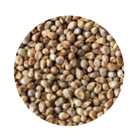 Pearl Millet